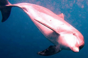 Рідкісний рожевий дельфін знову бачив у океані Рідкісний рожевий дельфін знову бачив у океані